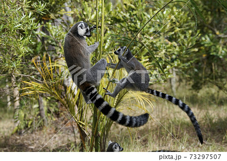 ワオキツネザル 73297507