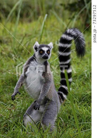 ワオキツネザル 73297512