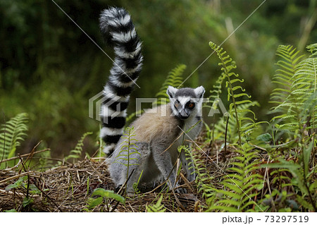 ワオキツネザル 73297519