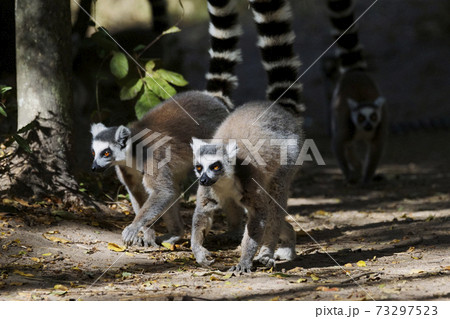 ワオキツネザル 73297523