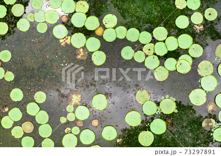 Top view of the lily pond on the island of Mauritius.Botanical Garden on the paradise island of Mauritius. Top view of the lily pond on the island of Mauritius.Botanical Garden on the paradise island of Mauritius. 73297891
