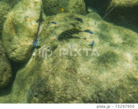 タカノハダイとルリスズメダイとベラ(伊豆黄金崎) タカノハダイとルリスズメダイとベラ(伊豆黄金崎) 73297950