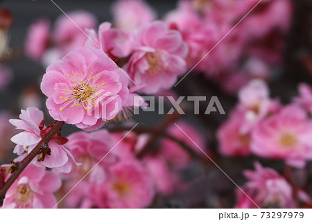 枝に咲く八分咲きの紅梅 Plum Blossom Almost Full Bloomの写真素材