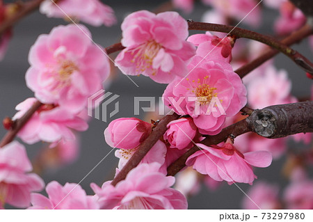 枝に咲く八分咲きの紅梅 Plum Blossom Almost Full Bloomの写真素材