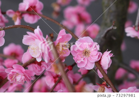 枝に咲く八分咲きの紅梅 plum blossom almost full bloom 枝に咲く八分咲きの紅梅 plum blossom almost full bloom 73297981