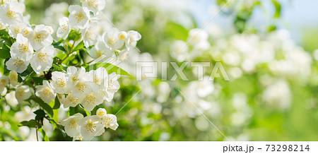 jasmine flowers in a garden 73298214