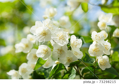 jasmine flowers in a garden jasmine flowers in a garden 73298215