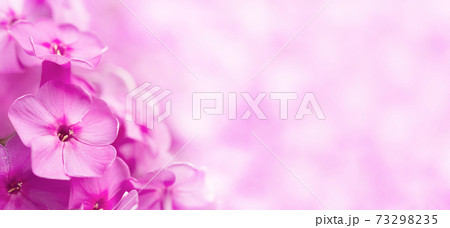 Blooming pink flowers of phlox on blurred background Blooming pink flowers of phlox on blurred background 73298235