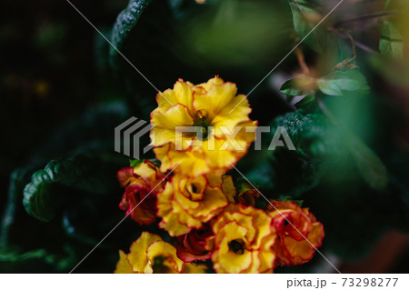 プリムラ 73298277