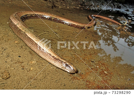 Common Slowworm, Deaf Adder, Redes Natural Park, Spain Common Slowworm, Deaf Adder, Redes Natural Park, Spain 73298290