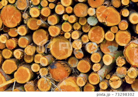 Felled Trees Trunks, Otzarreta Beech Forest, Gorbeia Natural Park, Spain 73298302