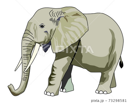動物ゾウ 動物ゾウ 73298581