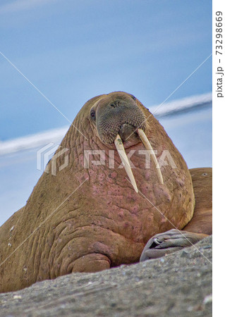 Resting Walrus on the Beach, Arctic, Norway 73298669