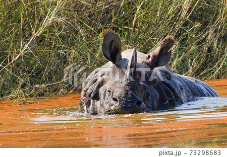 Greater One-horned Rhinoceros, Bardiya National Park, Nepal 73298683