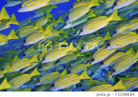 Blue-striped Snapper, North Ari Atoll, Maldives 73298689