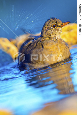Blackbird, Forest Pond, Mediterranean Forest, Spain 73298865