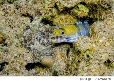 Red Sea Yellow-Headed Moray Eel, Coral Reef, Red Sea, Egypt Red Sea Yellow-Headed Moray Eel, Coral Reef, Red Sea, Egypt 73298870