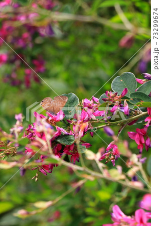 萩の花と蝶々 73299674