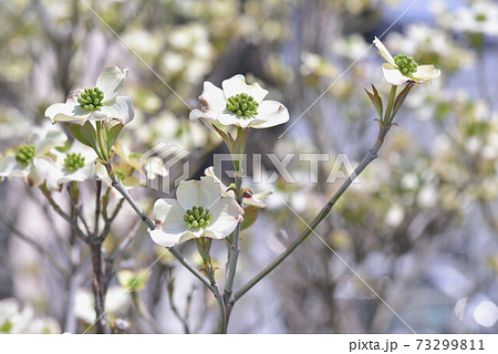華やかな恋 73299811