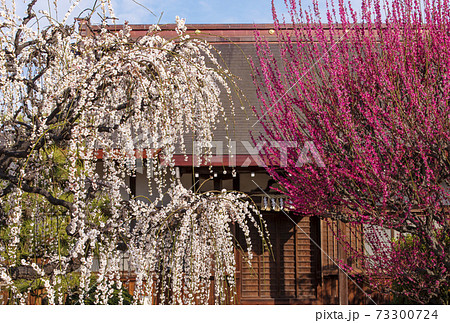 結城神社 梅の名所 三重の観光名所 の写真素材 結城神社 梅の名所 三重の観光名所 の写真素材