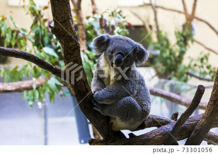 多摩動物公園 コアラ / Koala 73301056