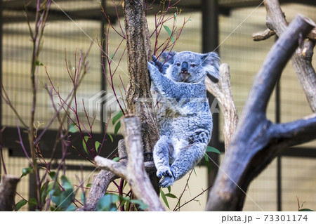 多摩動物公園 コアラ / Koala 73301174