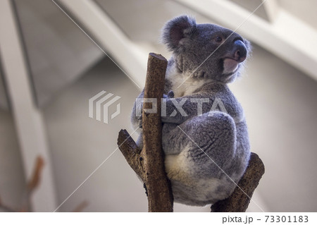 多摩動物公園 コアラ / Koala 多摩動物公園 コアラ / Koala 73301183