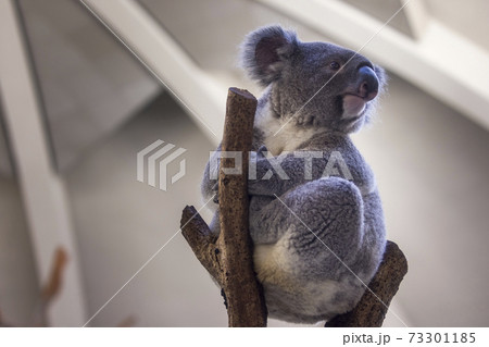 多摩動物公園 コアラ / Koala 73301185