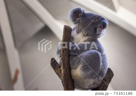 多摩動物公園 コアラ / Koala 多摩動物公園 コアラ / Koala 73301186
