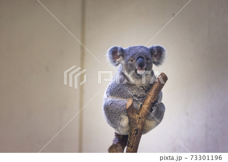 多摩動物公園 コアラ / Koala 多摩動物公園 コアラ / Koala 73301196