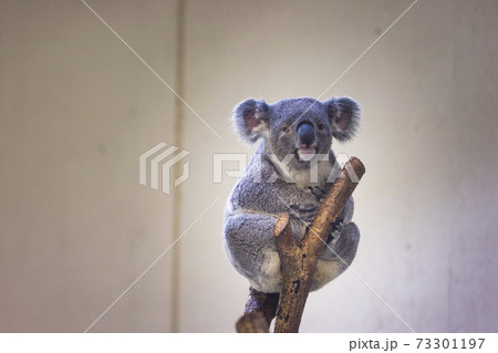 多摩動物公園 コアラ / Koala 多摩動物公園 コアラ / Koala 73301197