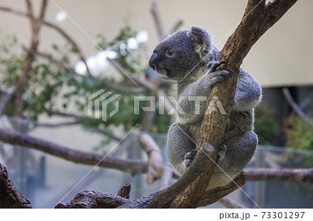 多摩動物公園 コアラ / Koalaの写真素材 [73301297] - PIXTA