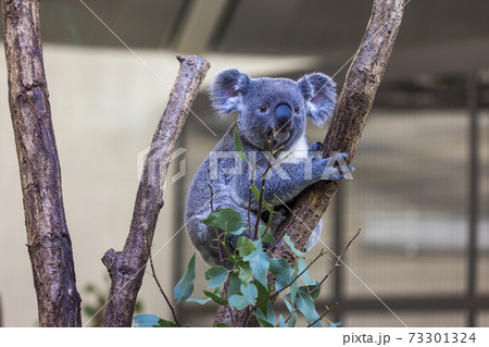 多摩動物公園 コアラ / Koala 多摩動物公園 コアラ / Koala 73301324