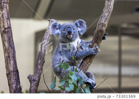多摩動物公園 コアラ / Koala 多摩動物公園 コアラ / Koala 73301369