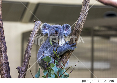 多摩動物公園 コアラ / Koala 多摩動物公園 コアラ / Koala 73301396