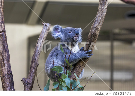 多摩動物公園 コアラ / Koala 73301475