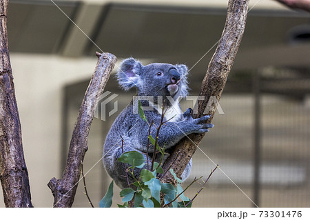 コアラの画像素材 ピクスタ