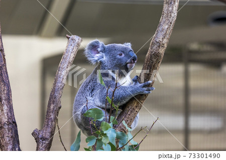 多摩動物公園 コアラ Koalaの写真素材 73301490 Pixta