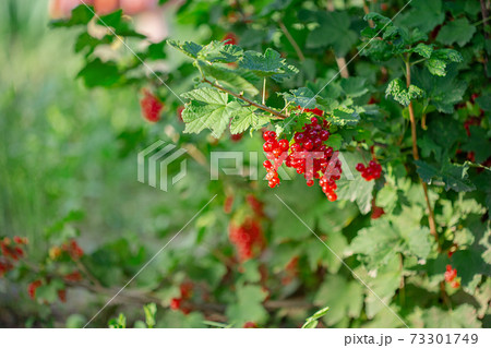 Red ripe currant on a green branch on a sunny day close up. Red currant berries on a blurry background of green bushes. Red ripe currant on a green branch on a sunny day close up. Red currant berries on a blurry background of green bushes. 73301749