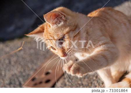 遊ぶ子猫 茶トラ猫の写真素材