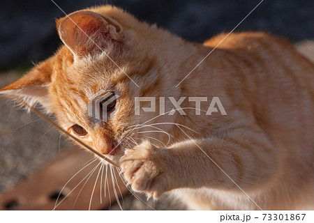 遊ぶ子猫 茶トラ猫の写真素材