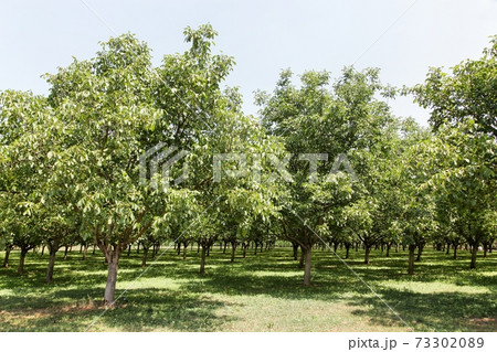 Walnut trees in Grenoble, France 73302089