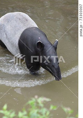 マレーバク51 73303007