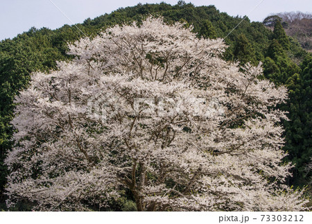 竹原の淡墨桜　桜の名所　三重の観光スポット　一本桜 73303212