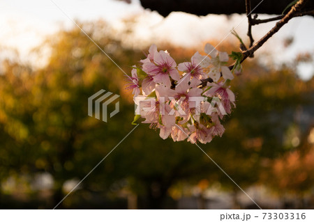 満開になった早咲きのヒマラヤザクラ 満開になった早咲きのヒマラヤザクラ 73303316