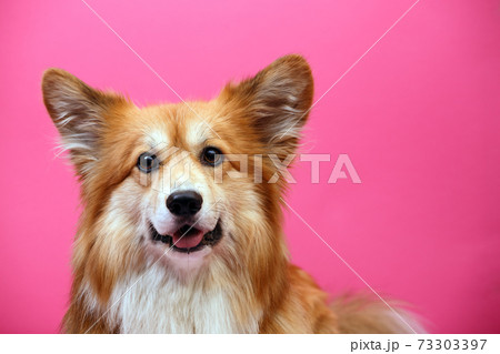 corgi fluffy portrait corgi fluffy portrait 73303397