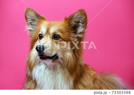 corgi fluffy portrait corgi fluffy portrait 73303398