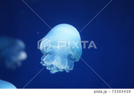 カラージェリー2 73303439