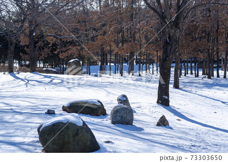 冬 雪景色 木 73303650
