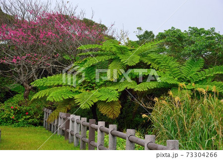 ＜奄美大島　高知山＞　ヒカンザクラ　寒緋桜 73304266